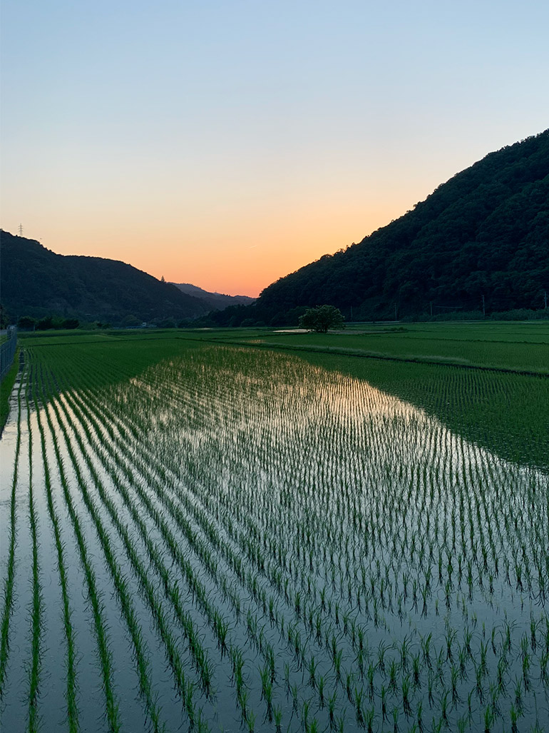 田の風景